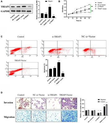 miR-107 Inhibits the Proliferation of Gastric Cancer Cells In vivo and In vitro by Targeting TRIAP1